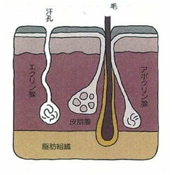 図表18　汗腺