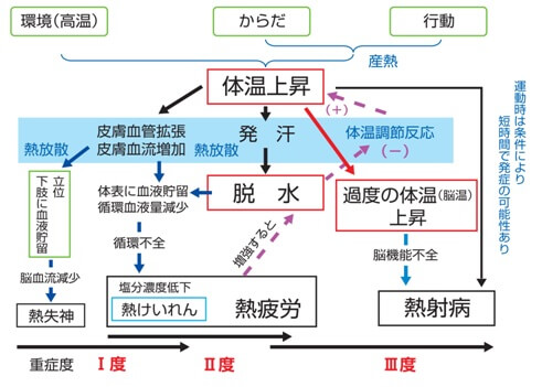 図表19　熱中症の発症の仕組み