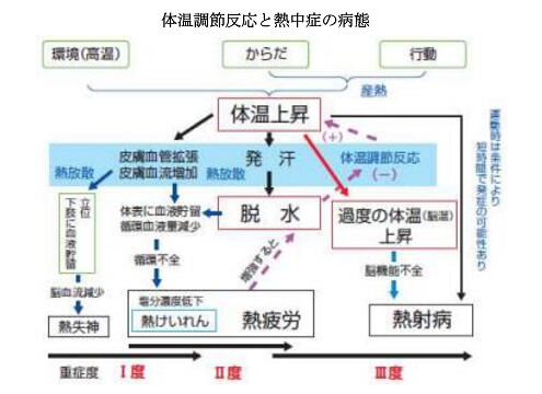 体温調節反応と熱中症の病態