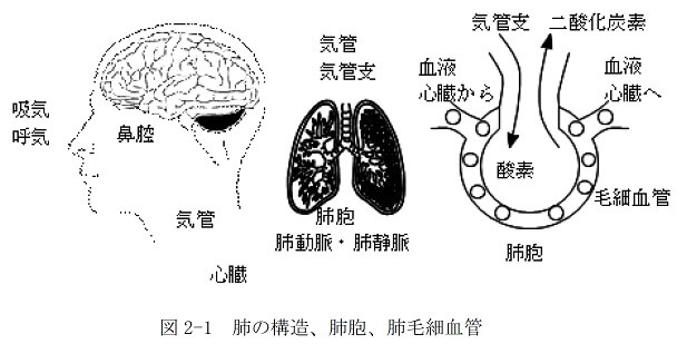 図2-1　肺の構造、肺胞、肺毛細血管