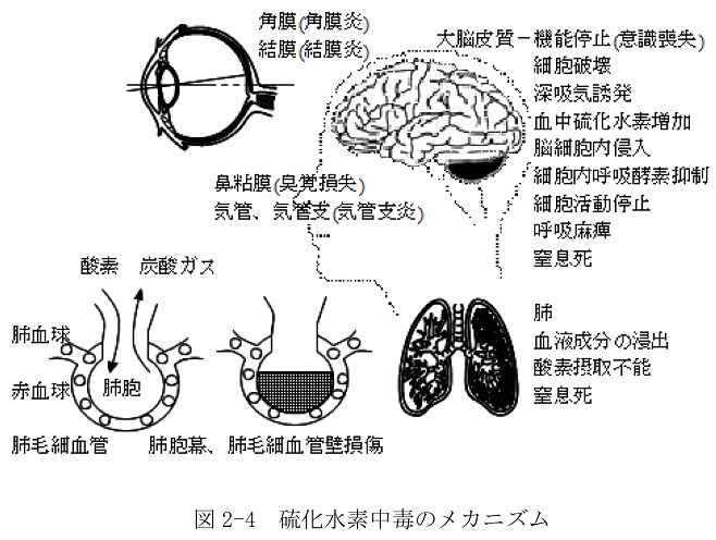 硫化水素自殺 清水由貴子さん 父の墓前で硫化水素自殺― スポニチ Sponichi ...